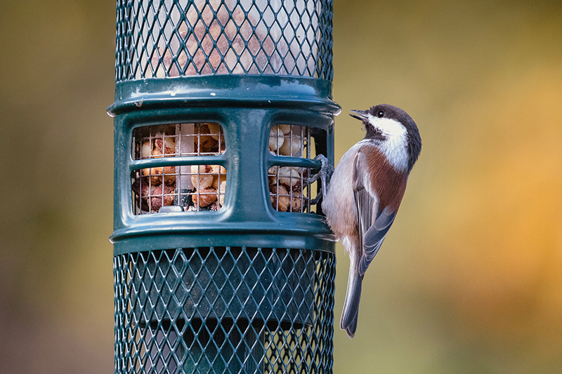 Découvrez les produits de la gamme gammelle pour vos Oiseaux