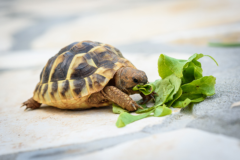 Découvrez les produits de la gamme alimentation pour vos reptiles