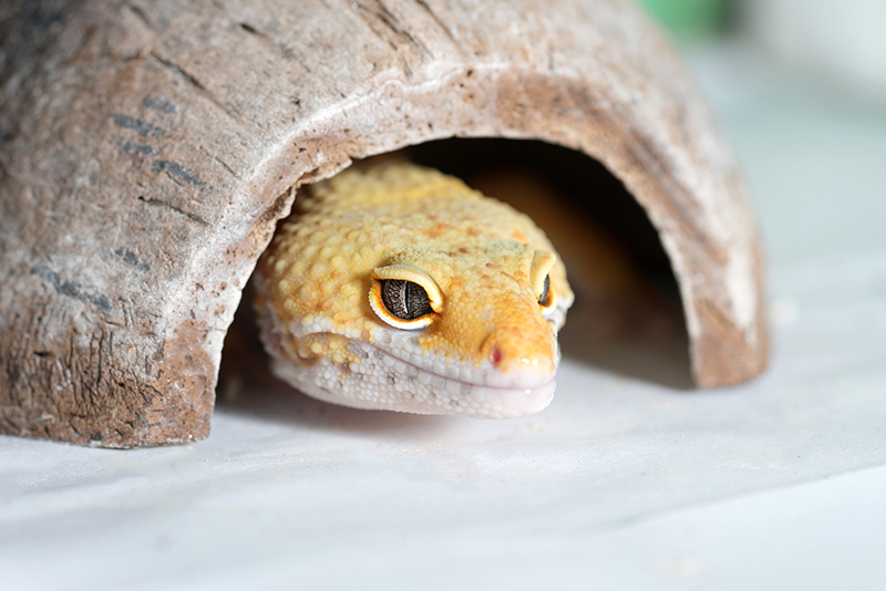 Découvrez les produits de la gamme décoration pour terrarium pour vos reptiles