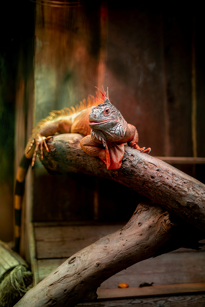 Des produits de qualité au meilleur prix pour votre reptile